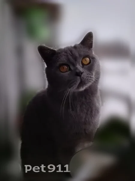 Пропала кошка, Кудымкар, Завьялова, д. 9, Кудымкар — крупный кот, серого цвета, яркие жёлтые глаза - photo