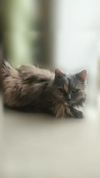 Пропала кошка, Затверецкая, Тверь — пушистая, серый окрас, кличка Буся - photo