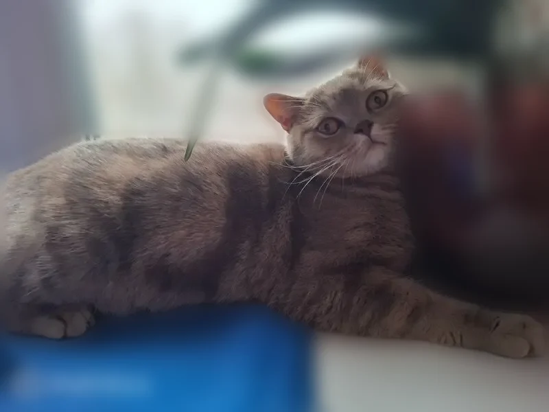 Пропала кошка, Территория СТ Строитель (г Десногорск), Десногорск — на коте шлейка и поводок - photo