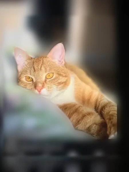 Пропала кошка, им. Н.М. Грибачева, Брянск — рыжий котик, очень пугливый - photo