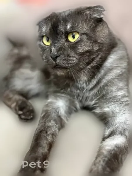 Пропал кот, Ленина, д. 52, Сургут — тёмно-серый кот - photo