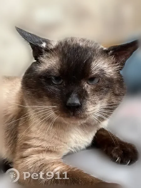 Пропала кошка, Псков, Крупской, д. 28, Псков — сиамский кот, старенький и больной - photo