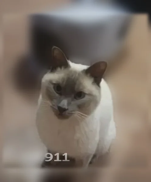 Пропала кошка, Псков, Труда, д. 73, Псков — серый окрас, похож на сиамского - photo