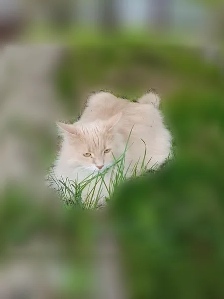 Пропала кошка, Ухта — крупная, помесь с мейн-кун - photo