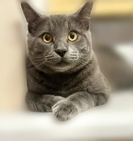 Пропала кошка, Тула, 12-й, д. 44, Зареченский — серый кот, кастрат, очень пугливый - photo