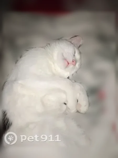Пропала кошка, Кулебаки, Адмирала Макарова, д. 61, Кулебаки — небольшой кот с розовыми ушками и чёрными пятнами в виде сердечек - photo