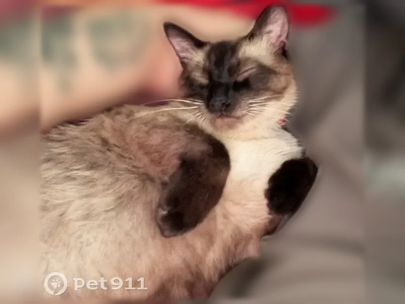 Пропала кошка, Стахановская, Саратов — коричневый ошейник - photo
