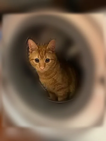 Пропала кошка, Бронницы - photo