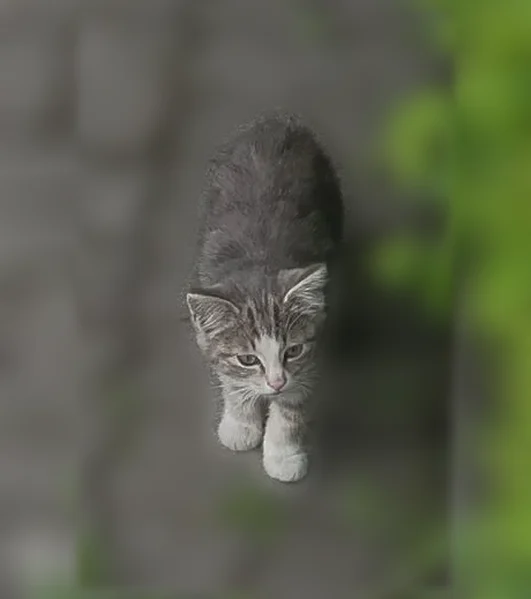 Пропала кошка, пр. Советский 36-38а, Калининград — котёнок - photo