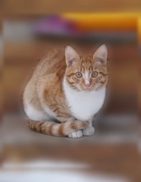 Пропала кошка, Деревня Коленово — рыжий кот, 9 месяцев, кличка Рыжик - photo