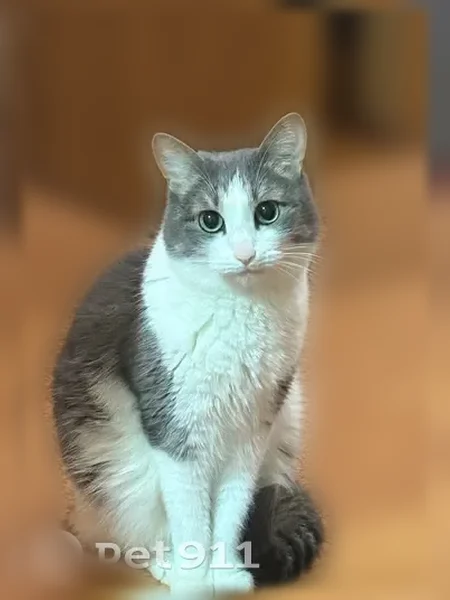 Пропала кошка, Черкесск, Новая, д. 7а — серо-белый котик, 7 лет - photo