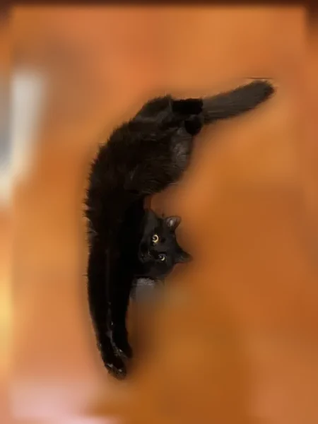 Пропала кошка, Казань, Марселя Салимжанова, д. 15/8б — чёрная, с золотыми глазами, шрам на животе - photo