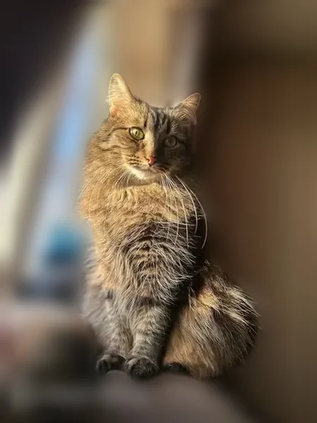 Пропала кошка, Рязань, Тимакова, д. 10 — полненький, с чёрным пятнышком в глазу - photo