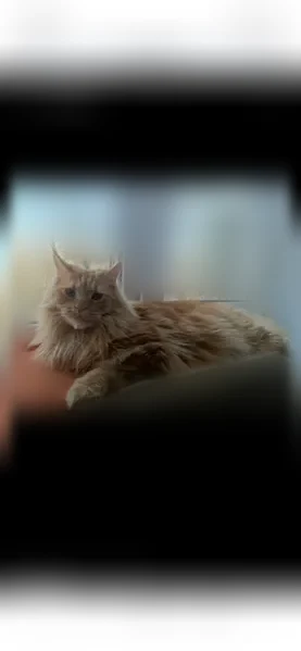 Пропала кошка, Кострома, Борьбы, д. 6, Кострома — мейнкун, коралловый с белым окрас, кисточки на ушах - photo