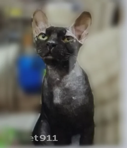 Пропала кошка, Находка — донской сфинкс браш, чёрная - photo