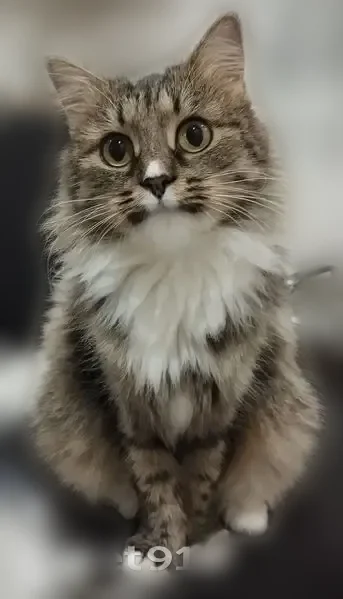 Пропала кошка, Ленина, Шахунья - photo