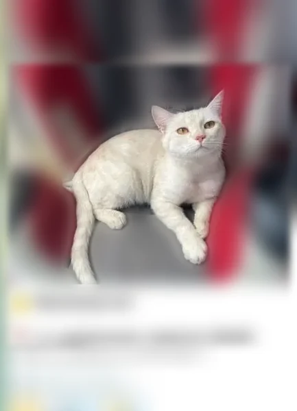 Пропала кошка, Раменское, Солнечная, Раменское — белая с палевым окрасом - photo
