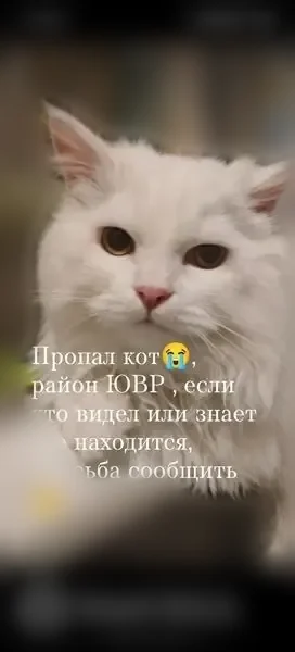 Пропала кошка, Ачинск — белая, с бледным серым пятнышком на голове - photo