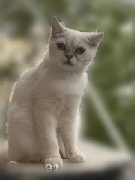 Пропала кошка, Азов, Севастопольская, д. 27, Азов — белая, косоглазая, тихая - photo