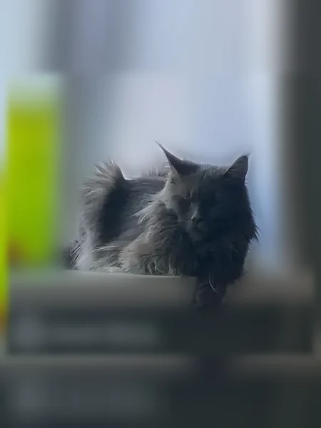 Пропала кошка, Калашникова, д. 8, Воронеж — мейн-кун, голубой окрас - photo