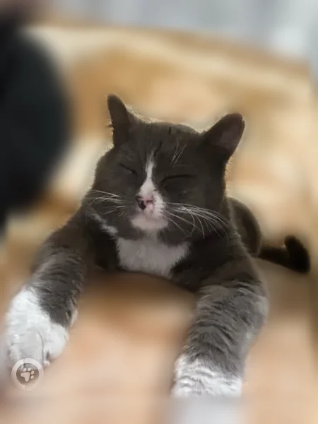 Пропала кошка, Котельнич, Октябрьская, д. 86, Котельнич — откликается на 2 имени люсик и шмурз - photo