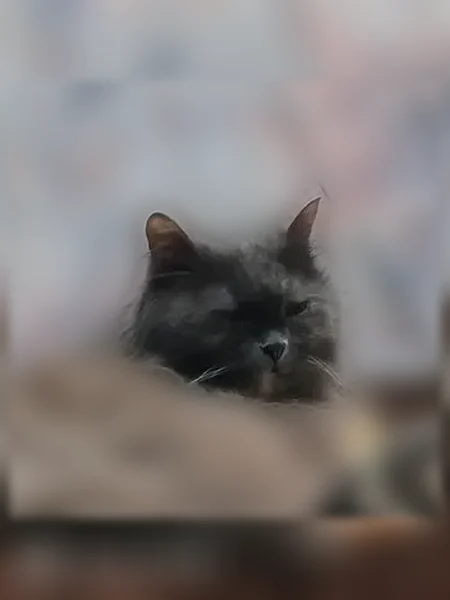 Пропала кошка, Новокузнецк, Новоселов, д. 18, Центральный — взрослая, трехшерстная, с желтыми глазами - photo