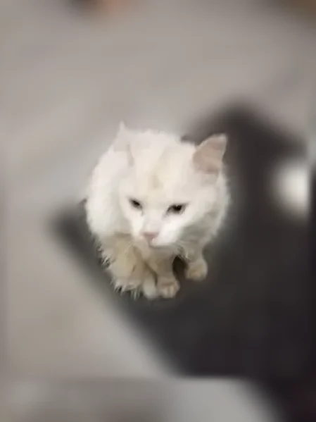 Найдена кошка, Тверь, Освобождения, д. 242, Тверь — пожилой белый котик - photo