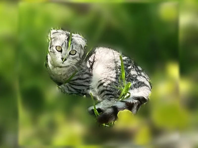 Пропала кошка, Евпатория, им.Дзержинского, д. 34/9 — откликается на кличку Кот и Серега - photo