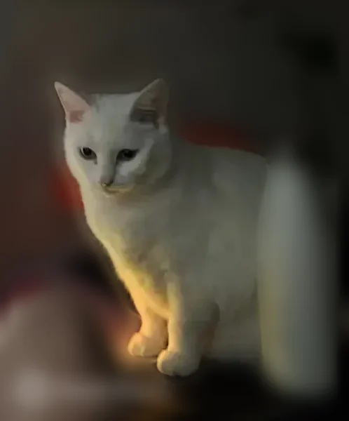 Пропала кошка, Квартал Дружба (г Бор), Бор — белая, толстенькая, глухая - photo