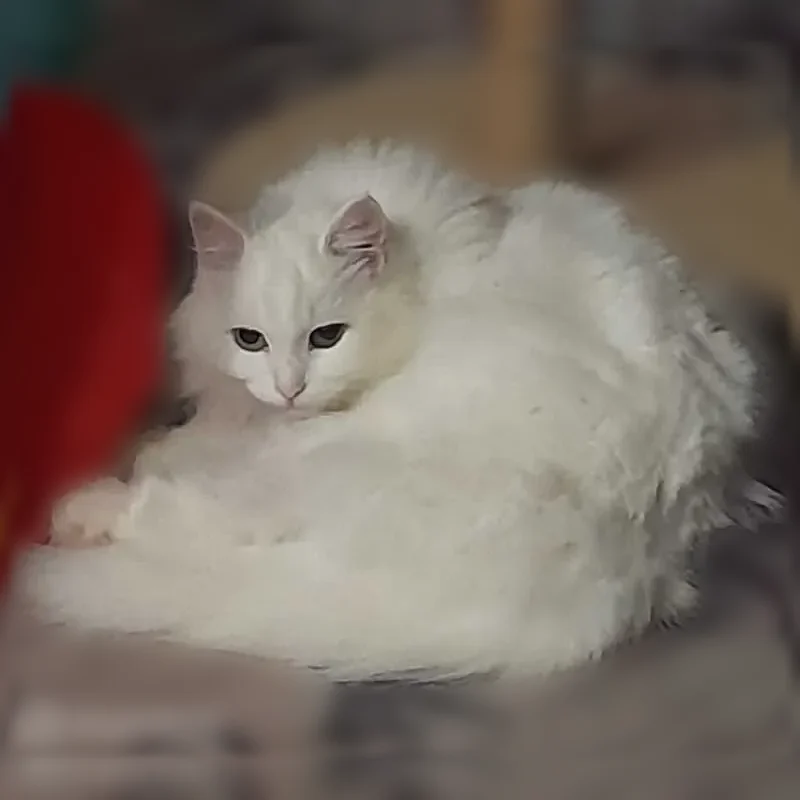 Пропала кошка, Реж, Кочневская, д. 19 - photo