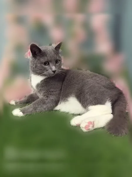 Пропала кошка, ул. Сыртлановой, д. 27, Казань — серый кот с коротким хвостиком - photo