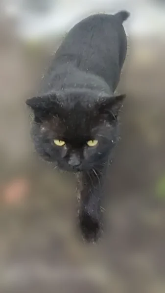 Пропала кошка, Красноярск, Металлургов, д. 2д — британец, 11 лет, не кастрирован - photo