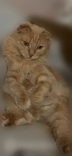 Пропала кошка, Медовая, д. 18, Тюмень — молодой пушистый кот, хвост кривой - photo