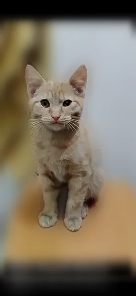 Пропала кошка, Красноярск, Кольцевая, д. 22 — котёнок, 6 месяцев, рыжий окрас - photo