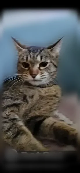 Пропала кошка, Камышин, 3-й, Камышин — с красным ошейником - photo