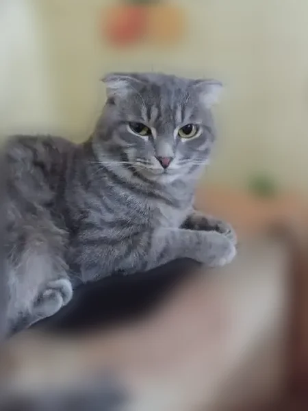 Пропала кошка, Рабочий поселок Теплая Гора, Промышленная, д. 42, Тёплая Гора — шотландский вислоухий, на передней лапе 2 сросшихся пальца - photo