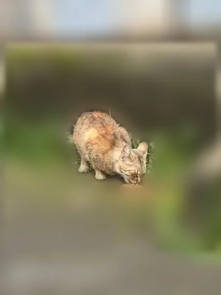 Найдена кошка, Петрозаводск, Ровио, д. 10 — котенок, подходит неуверенно - photo