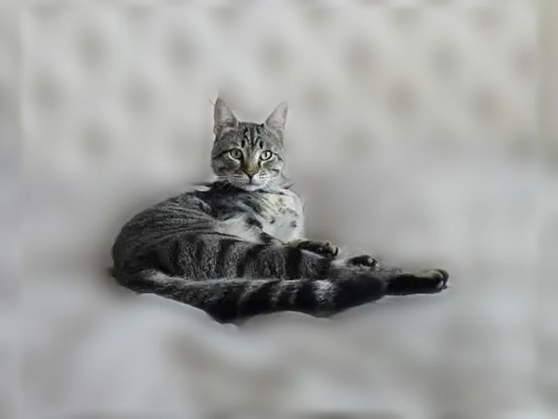 Пропала кошка, Волгодонск — крупный кот, помесь мейн-куна с обычным котом - photo