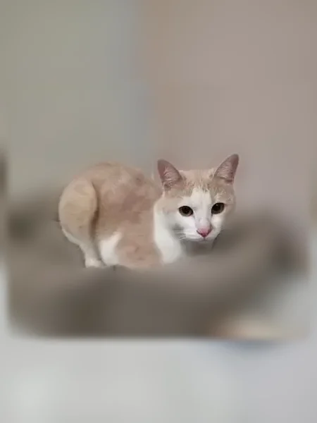 Найдена кошка, Казань, Рихарда Зорге, д. 3, Казань — персиковая, очень напугана - photo