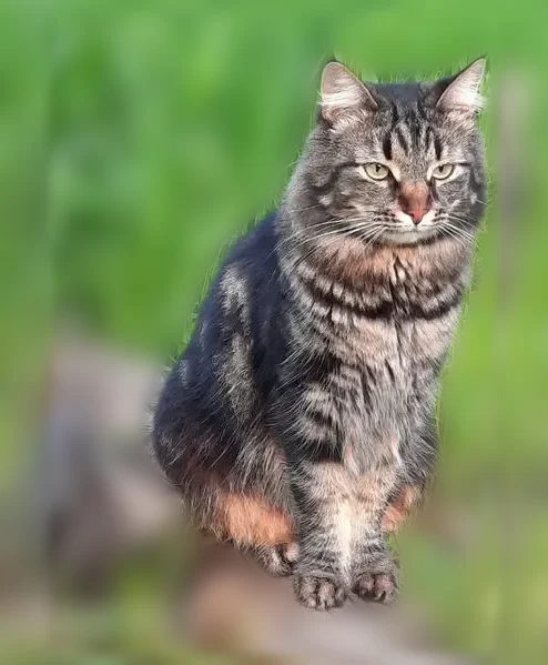 Пропала кошка, Серпухов, Советская, д. 70а — похожа на майкуна - photo