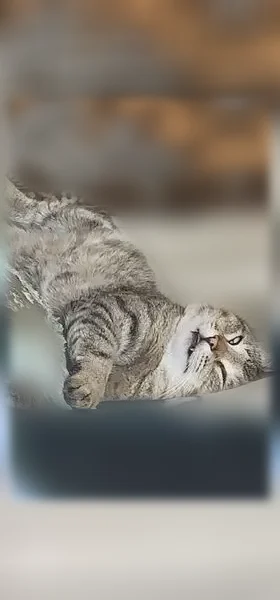 Пропала кошка, Лукоянов, 1-й, д. 20, Лукоянов — серый окрас, раненая лапка - photo