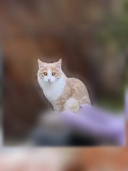Пропала кошка, Казань — на левой ноге тёмно-рыжее пятнышко - photo