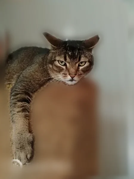 Пропала кошка, Петрозаводск, Шуйское — спокойная, 7 лет - photo
