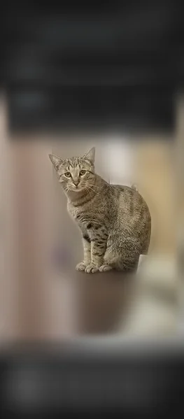Пропала кошка, Липовая, Оренбург — убежала через балкон первого этажа - photo