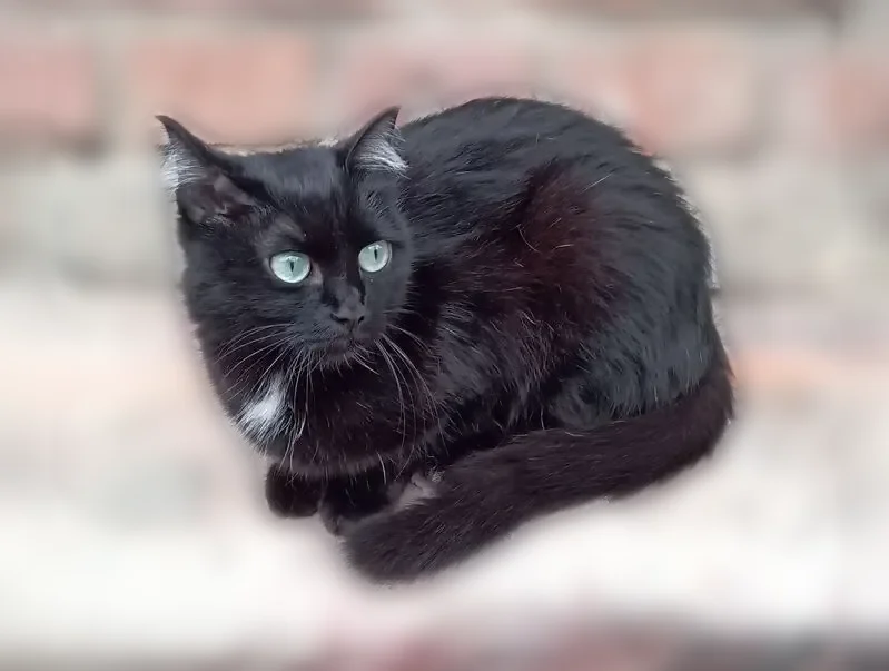 Пропала кошка, Ватутина, д. 33/2, Новосибирск — чёрная с коричневым отливом, откликается на кличку Вася - photo