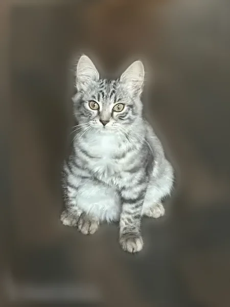 Пропала кошка, Киреевск, 8 Марта, д. 62, Киреевск — коротколапая, зелёные глаза - photo