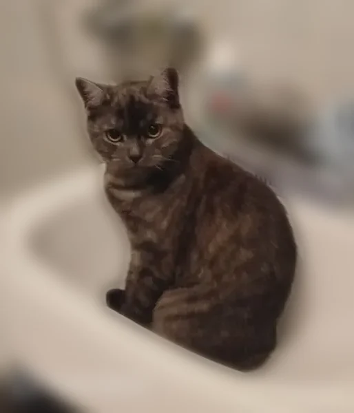 Пропала кошка, Псков, Коммунальная, д. 70, Псков — кот, 7–8 месяцев - photo