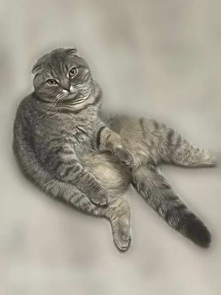 Пропала кошка Мальчик, Сыктывкар (rl1203590) - photo