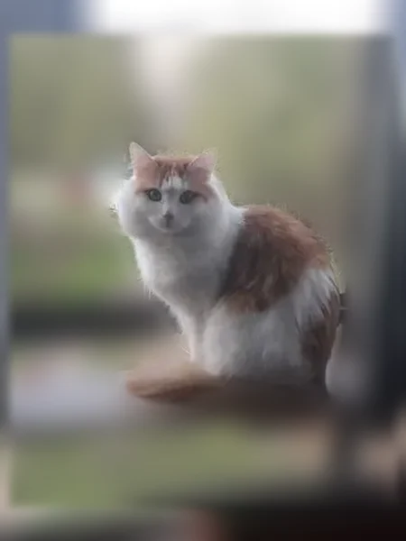 Пропала кошка, Альметьевск, Нариманова, д. 35А — бело-рыжая, домашняя, ухоженная - photo