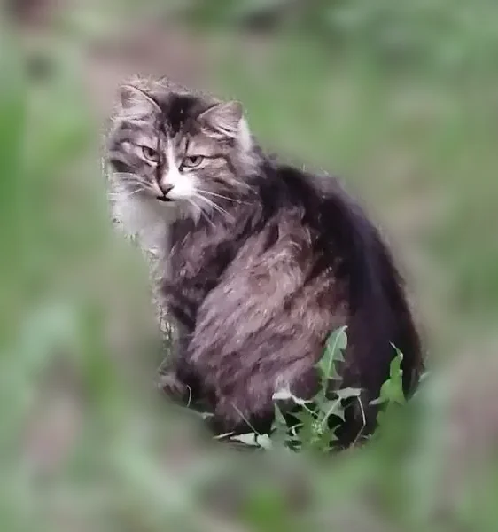 Пропала кошка, Верхний Тагил, Горняков, д. 70, Верхний Тагил - photo